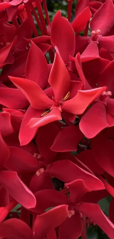 Vibrant red flowers with lush green background.