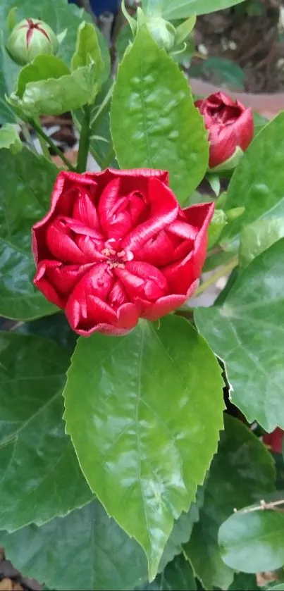 Vibrant red flower with green leaves wallpaper.