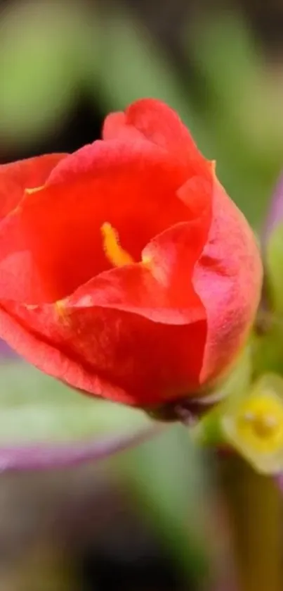 Vibrant red flower bloom with green leaves in natural setting.