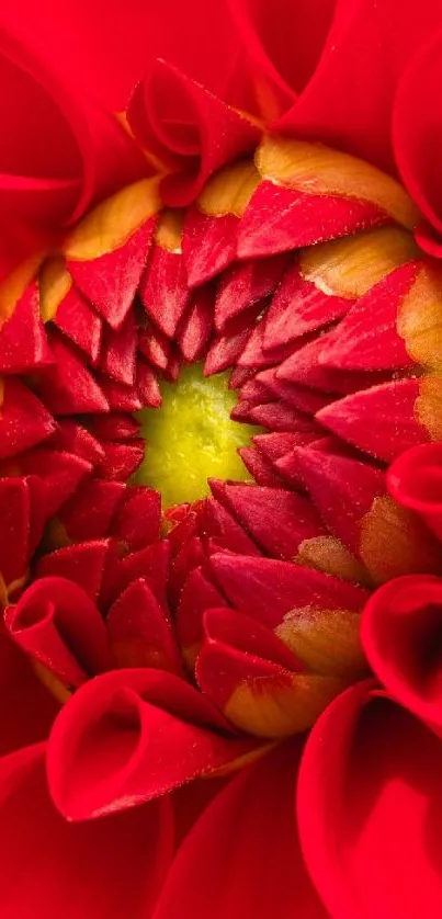 Closeup of a red flower with vibrant petals.