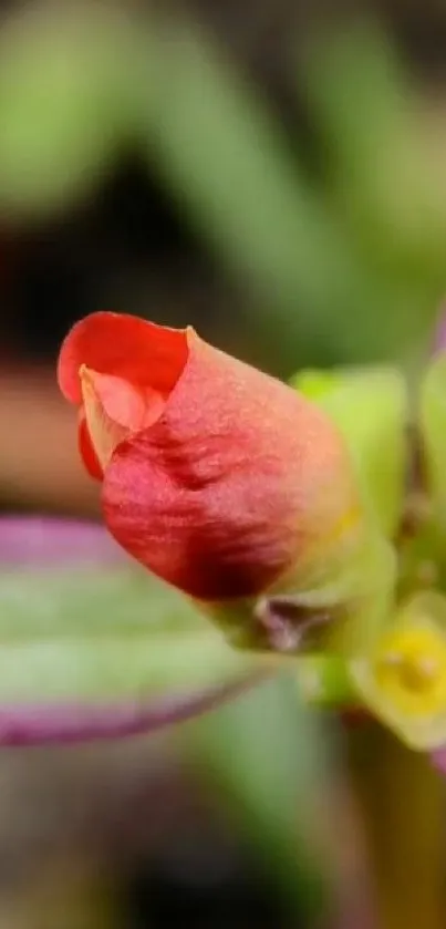 Close-up of a vibrant red flower bud with green leaves.