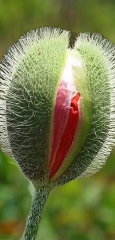 Close-up of a vibrant red flower bud with a green background.