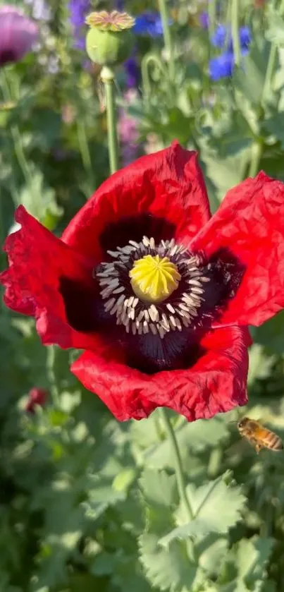 Close-up of a vibrant red poppy flower in a garden.