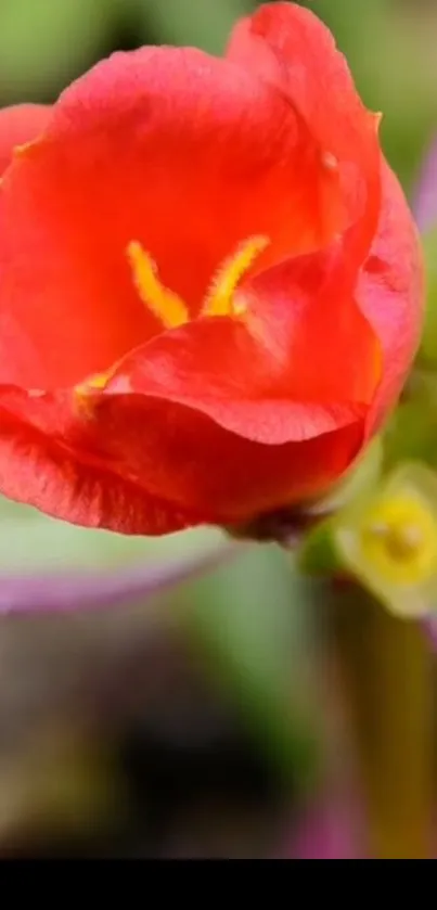 Close-up of a vibrant red flower with detailed petals.