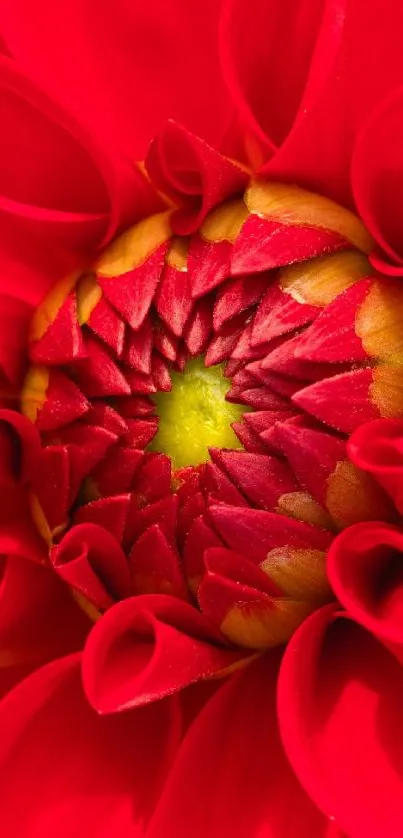 Close-up of a vibrant red flower with intricate petal details.