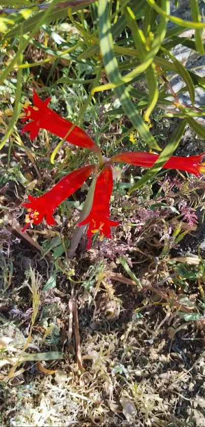 Vibrant red flowers surrounded by lush green leaves.