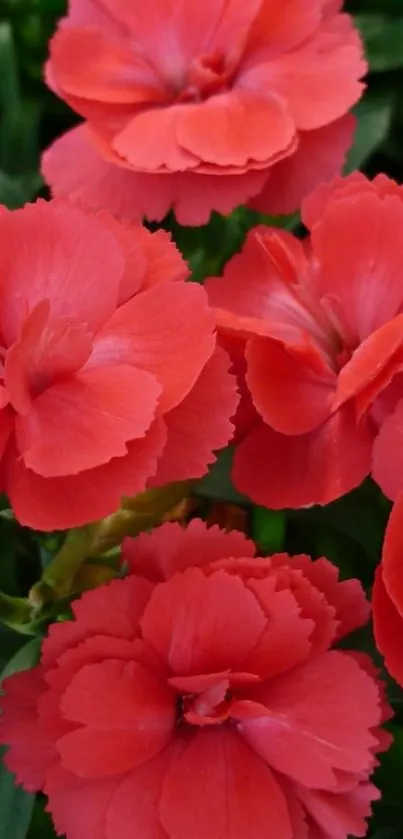 Vibrant red flowers with green leaves, perfect for mobile wallpaper.