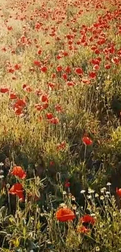 A field of vibrant red poppies under golden sunlight.