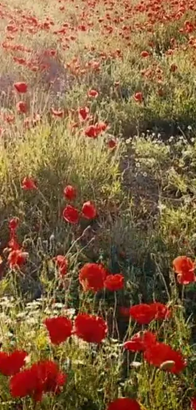 Vibrant field of red flowers under sunlight.