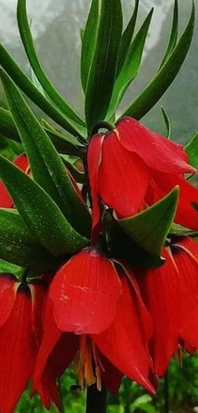 Vibrant red flowers with green leaves, mountainous background.