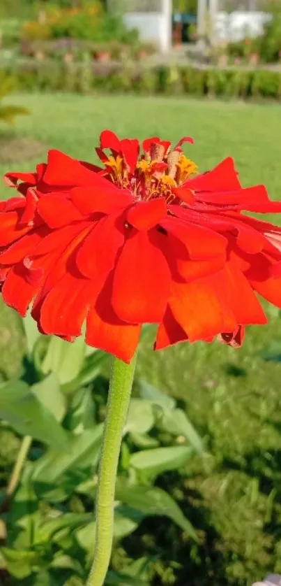 Vibrant red flower in a green garden setting wallpaper.