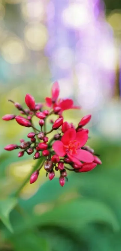 Vibrant red flower with a bokeh background on mobile wallpaper.