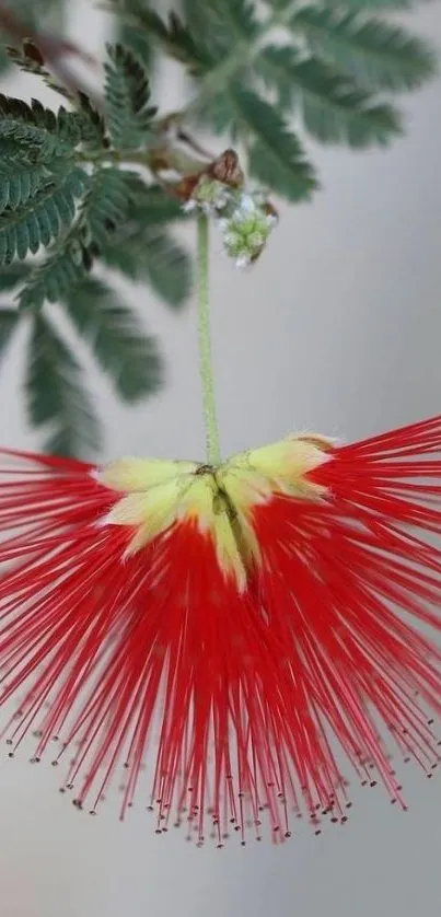 Close-up of a vibrant red flower with green leaves on a mobile wallpaper.