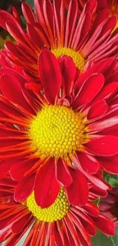 Vibrant red flowers with yellow centers in full bloom.