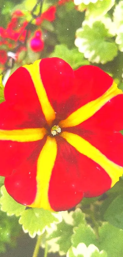 A vibrant red flower with yellow accents in a lush garden background.