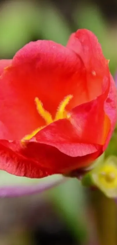 Vibrant red flower blooming with vivid petals.