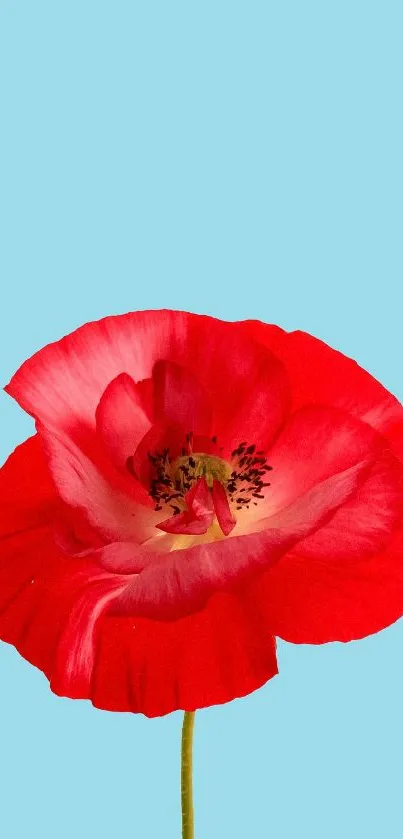 Vibrant red flower with sky blue background wallpaper.