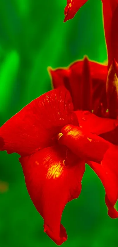 Vibrant red flower with a green background wallpaper.