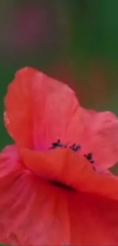 Vibrant red poppy flower against green background.