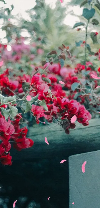 A close-up of vibrant red flowers with green leaves and a garden backdrop.