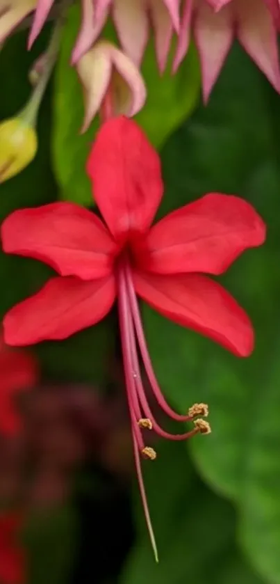 Vibrant red flower with lush green leaves.