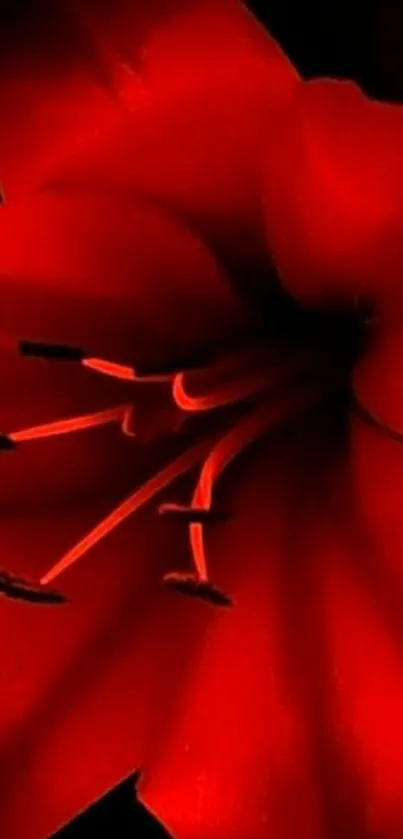 Intense red flower on a dark background wallpaper.