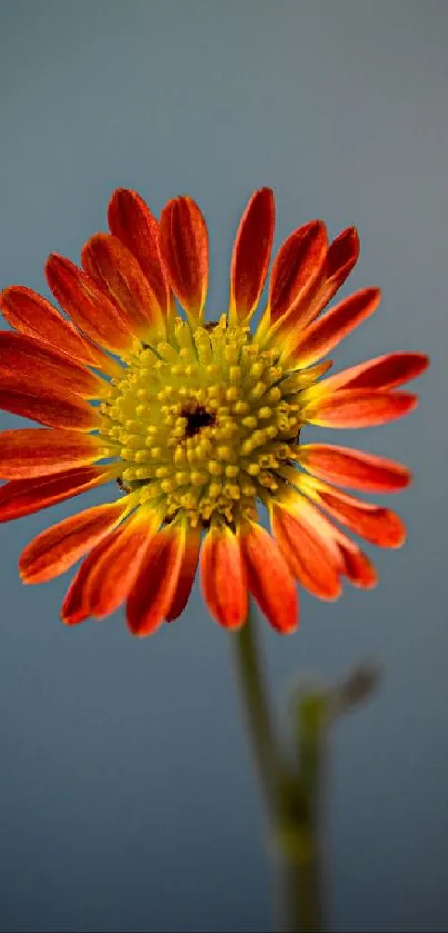 Close-up of a vibrant red flower against a gray background.