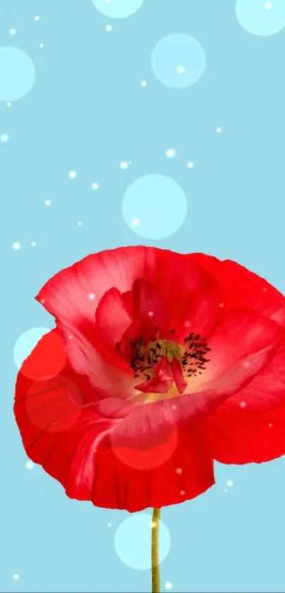 Red poppy flower on light blue background with white circles.