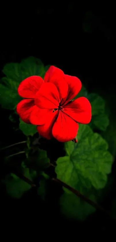 Vibrant red flower with green leaves on a dark background.