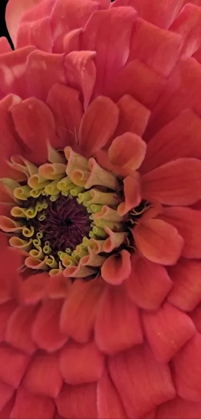 Close-up of a vibrant red flower with detailed petals and rich colors.