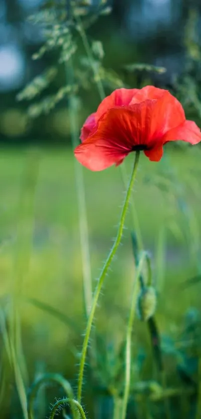 Red poppy in lush green field, mobile wallpaper.