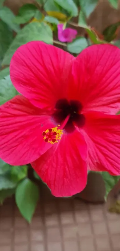 Vibrant red hibiscus flower with green leaves.