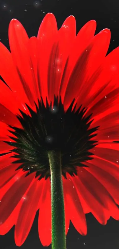 Vibrant red flower on dark background wallpaper.