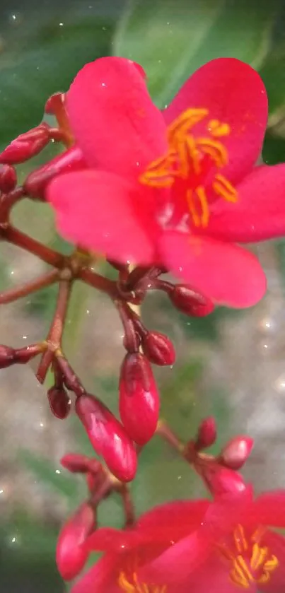 Vibrant red flower close-up wallpaper with green leaves.