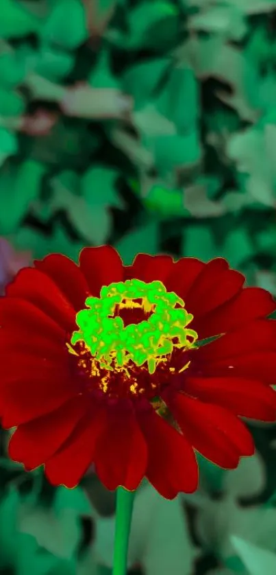 Vivid red flower with lush green leaves background.