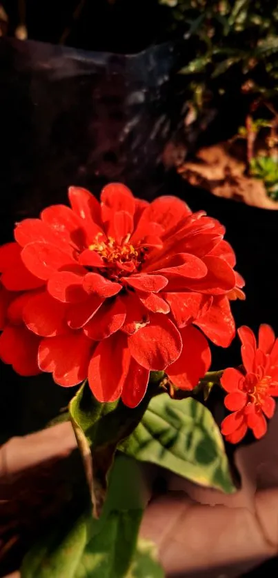 Beautiful vibrant red flower in garden setting.