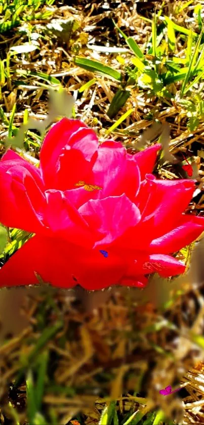 Vibrant red flower with green grass.