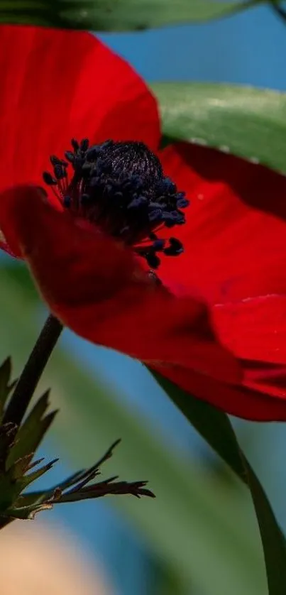 Vivid red flower with black center on green stalks.