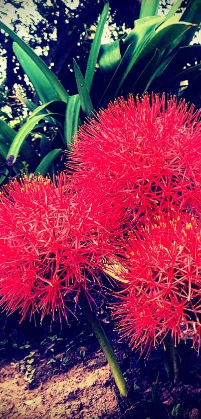 Vibrant red flowers with green leaves in a lush garden setting.