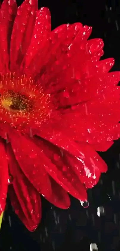 Close-up of a vibrant red flower with raindrops on petals against a dark background.