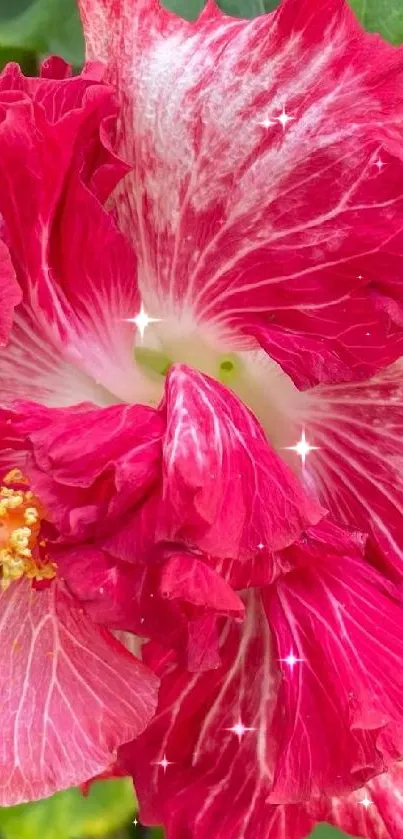 Vibrant red hibiscus flower with lush green leaves.