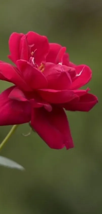 A vibrant red rose with green background, perfect for mobile.