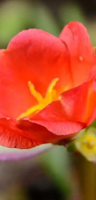 Vibrant red flower with detailed petals and yellow center on green backdrop.