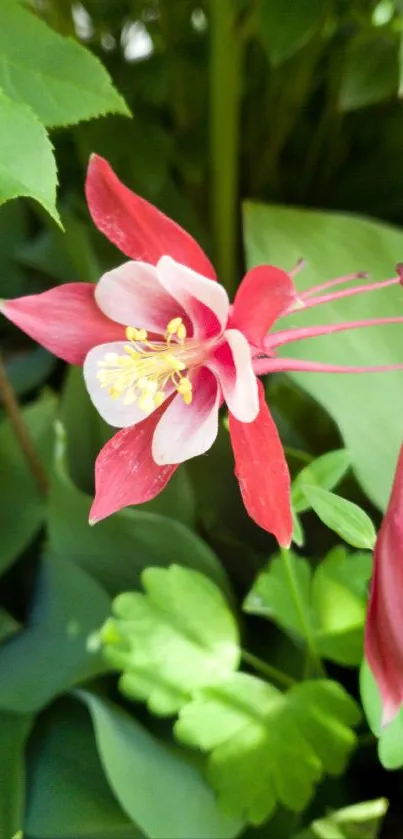 Red flower with green leaves mobile wallpaper.