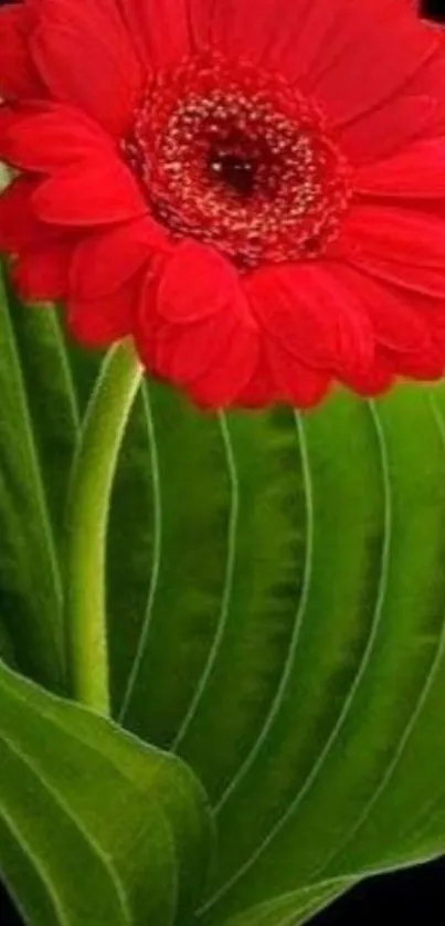 Vibrant red flower with green leaves on black background.