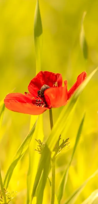 Vibrant red poppy flower in green grass.