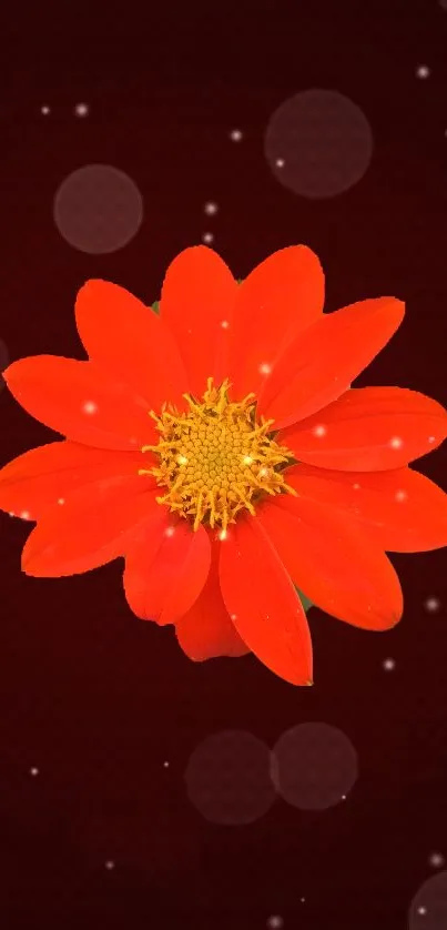 Vibrant red flower with yellow center on maroon background with circles.