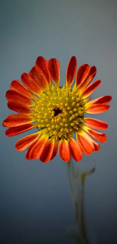 Vibrant red flower on blue background wallpaper.