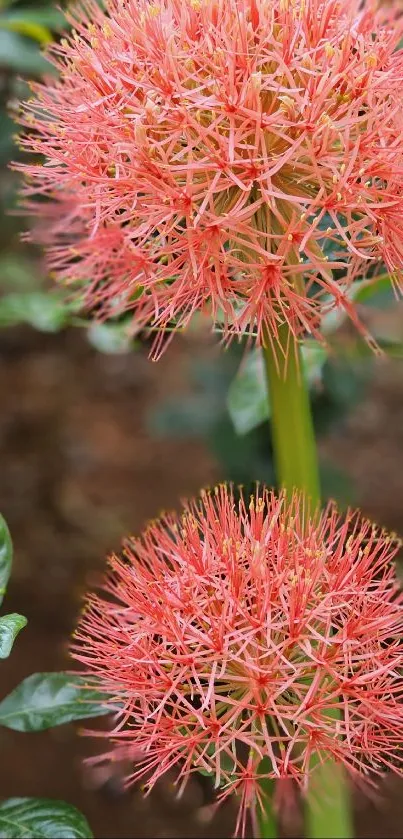 Vibrant red flower with green leaves in a garden setting.