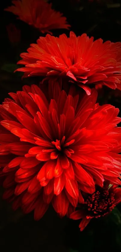 Vibrant red flowers with lush petals on a dark background.